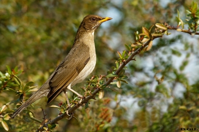 SABIA COMÚN (Turdus amaurochalinus) - Parque Rodò - MONTEVIDEO (Junio 2021)